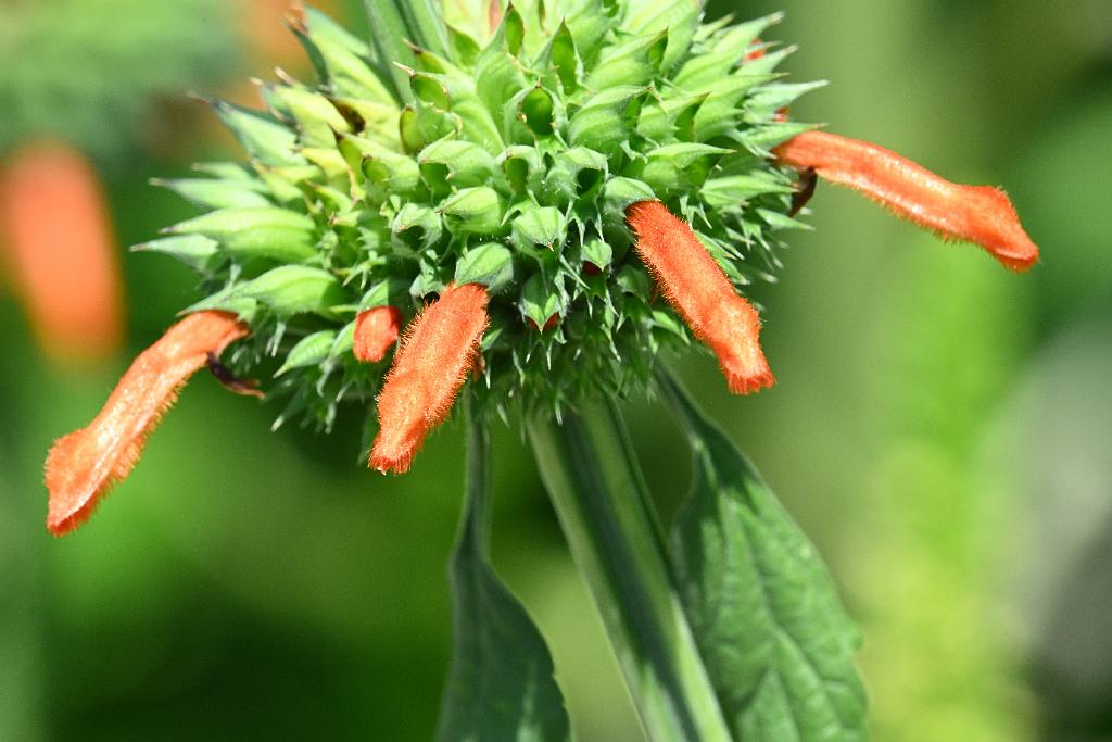 2025-08080019 Tower Hill Botanaic Garden, MA.JPG - Lion's Tail or Wild Dagga (Leonotis nepetifolia). New England Botanic Garden at Tower Hill, MA, 8-8-2025